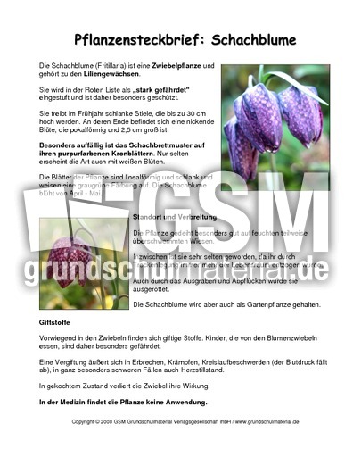 Steckbrief-Schachblume.pdf